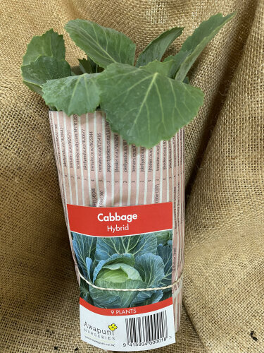 Cabbage - Hybrid